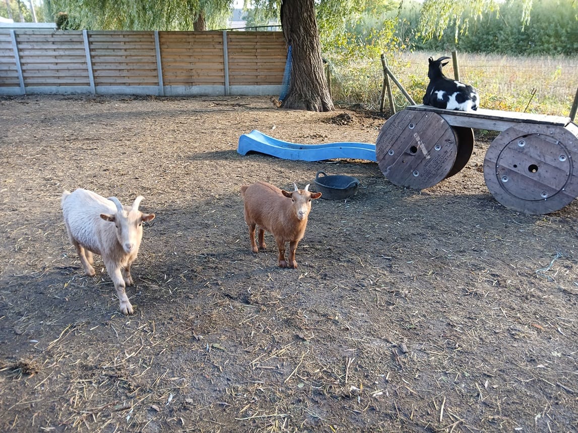 Onze geiten
